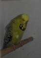 /album/chovna-sezona-2015/a20170506-132917-1-jpg/